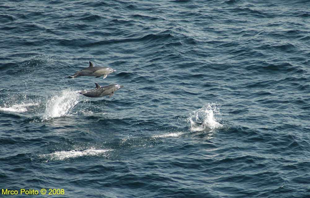 1- Delfini - La gioia di vivere - Dolphins - The joy of living.jpg